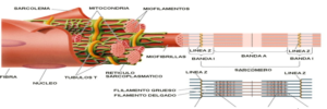 Estructura muscular.