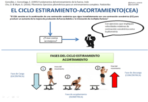 Fases del ciclo estiramiento-acortamiento durante un salto.