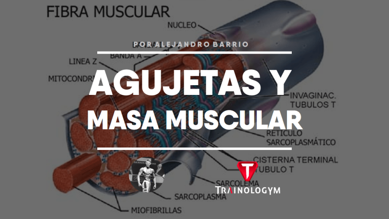 AGUJETAS Y MASA MUSCULAR ¿DEBEMOS TENERLAS EN CUENTA?