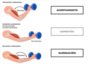 contracción concéntrica, isométrica y excéntrica