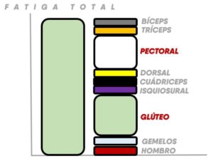 Distribución de volumen de entrenamiento priorizando ciertos grupos musculares.