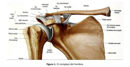 complejo del hombro