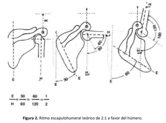 ritmo escapulohumeral