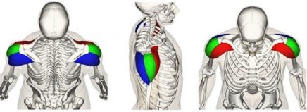 anatomia-deltoides