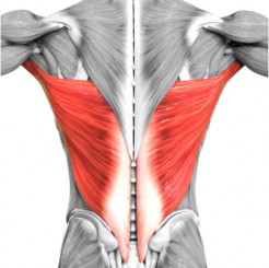 anatomía-dorsal-espalda-grande