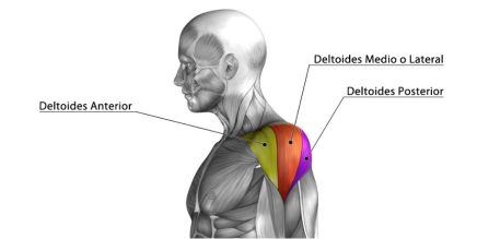 hombros-anatomía