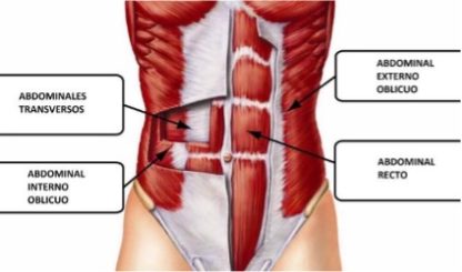 abdominales-anatomía