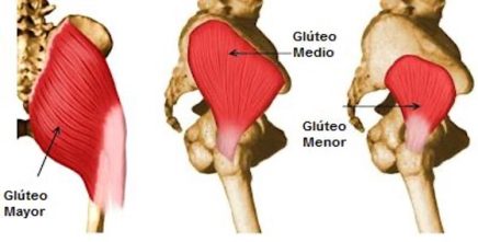 anatomía-glúteo