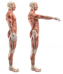 flexión-hombro-pectorales