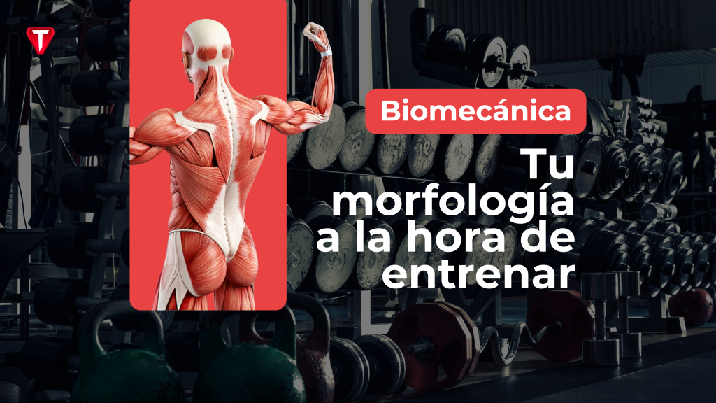 Ilustración de la musculatura humana sobre un fondo de gimnasio, usada para explicar cómo la morfología influye en la biomecánica al entrenar.