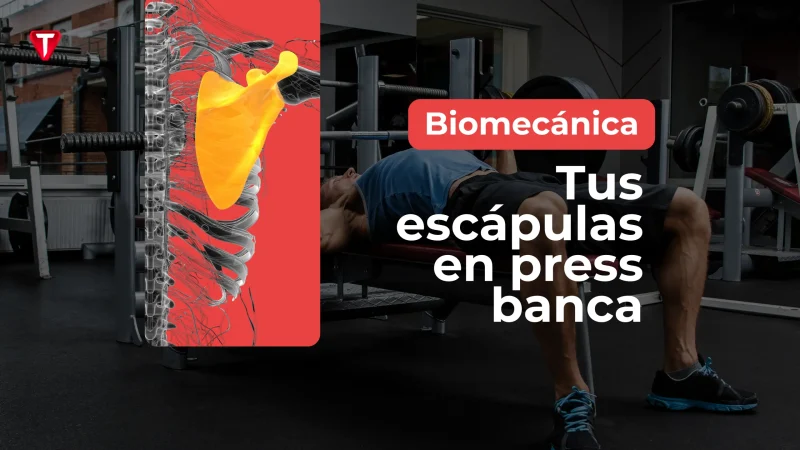 El papel de tus escápulas en press banca