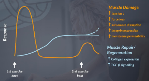 porque salen las agujetas